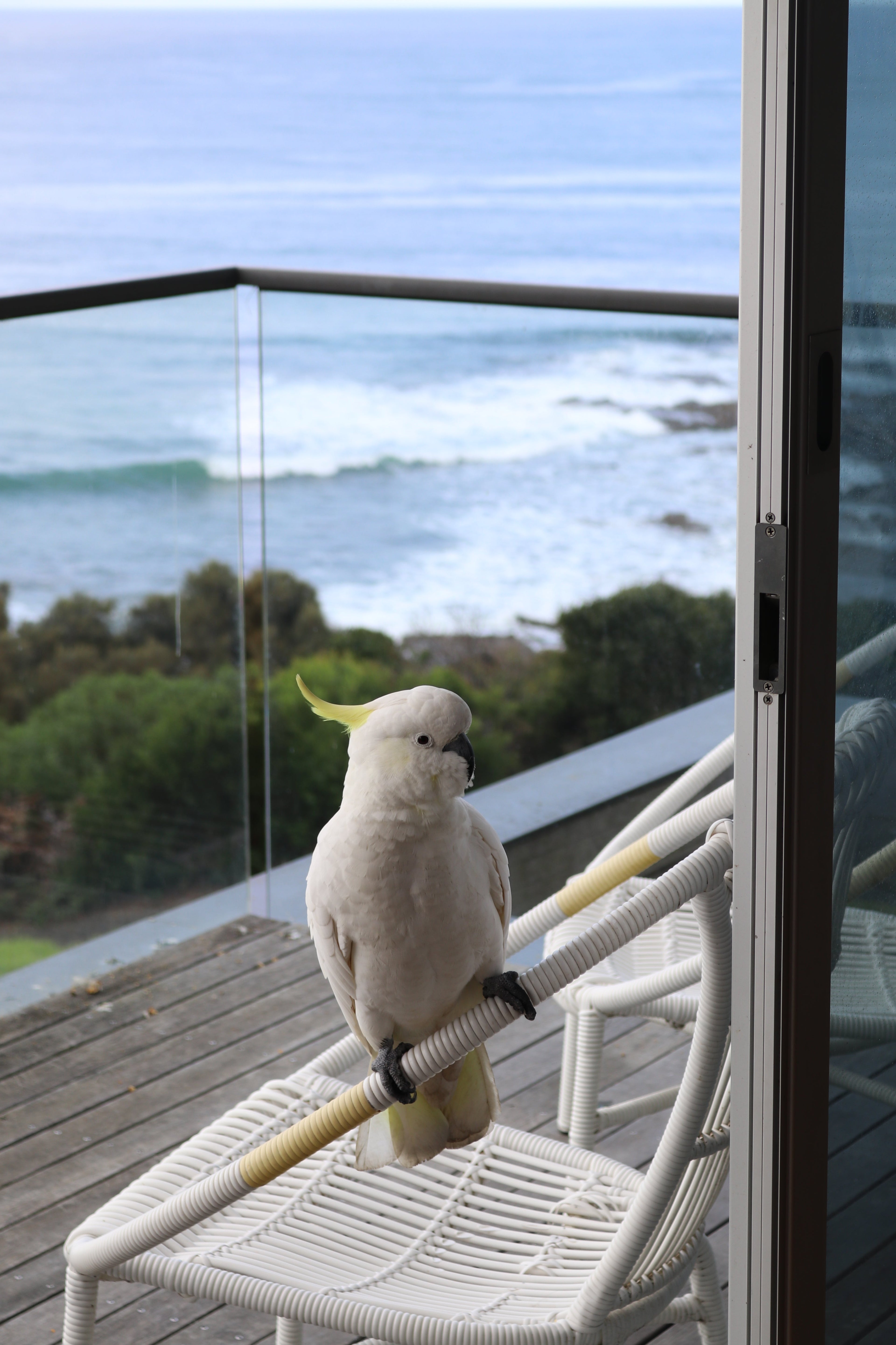 Birds I’ve had the pleasure of meeting